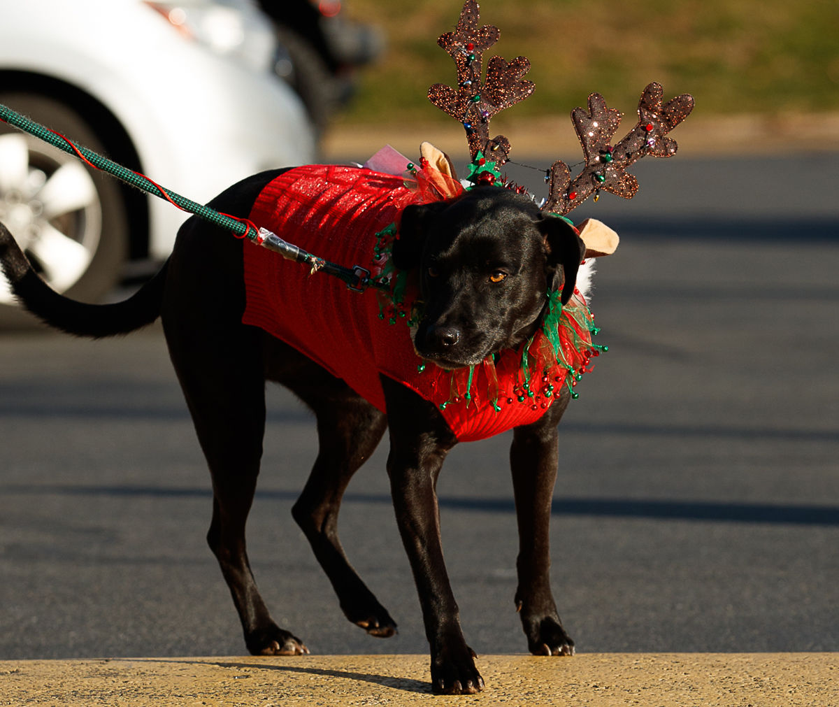 2019 McLean Reindog festivities